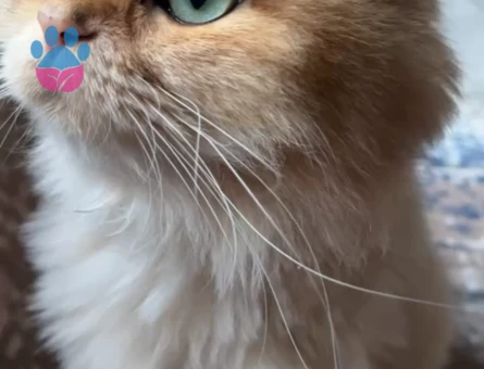 Britsh Long Hair çiftleştirme