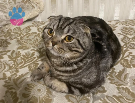 oğlum Sezar'a gelin adayı arıyoruz