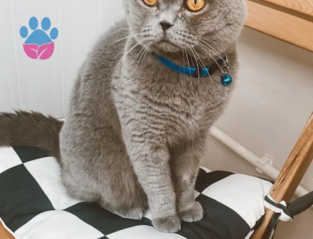 British Shorthair Odin’e Eş Arıyorum