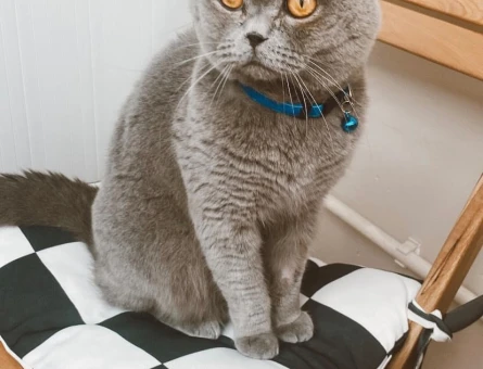 British Shorthair Odin’e Eş Arıyorum - 118967359