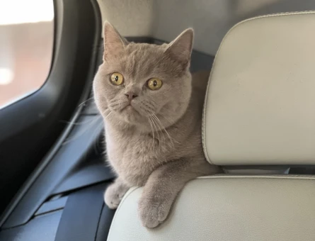 Scottish Shorthair 11 Aylık Kedime Eş Arıyorum - 118967372