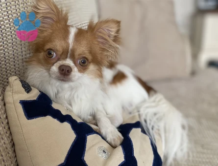 Kibar nazik centilmen oğluma eş