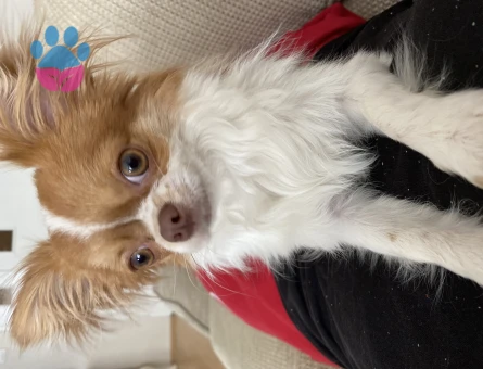 Kibar nazik centilmen oğluma eş