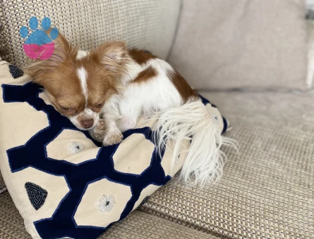 Kibar nazik centilmen oğluma eş