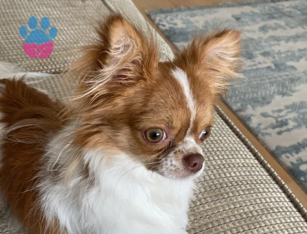 Kibar nazik centilmen oğluma eş