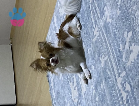 Kibar nazik centilmen oğluma eş