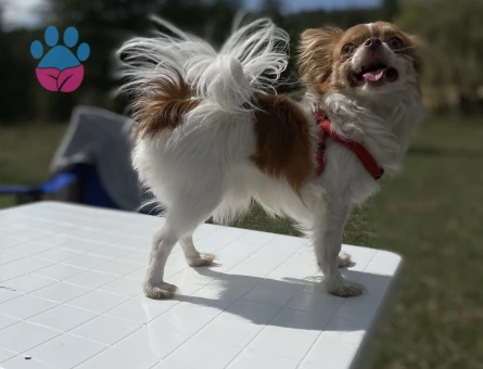 Kibar nazik centilmen oğluma eş