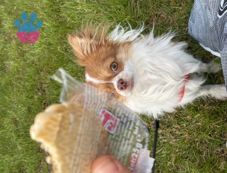 Kibar nazik centilmen oğluma eş