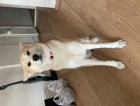 Akita Inu Kızım Kita İçin Eş Arıyorruz - 118967380