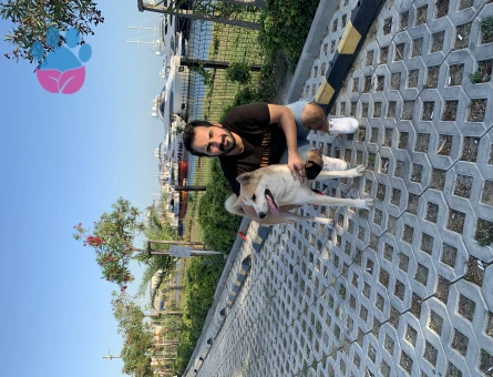 Akita Inu Kızım Kita İçin Eş Arıyorruz