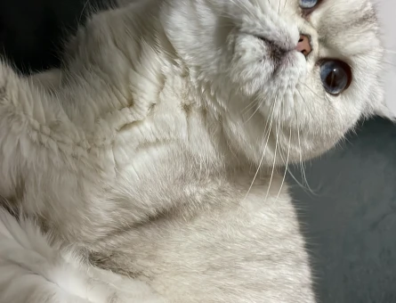 Pamuk scottish fold dişi - 118967383