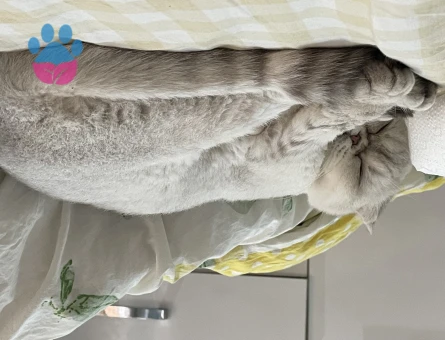 Pamuk scottish fold dişi