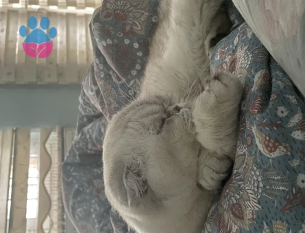 Pamuk scottish fold dişi