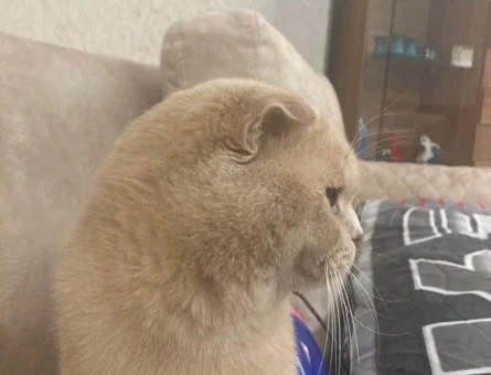 Scottish Fold 1,5 Yaşında Oğlum Eş Arıyor - 118967389