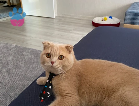 Scottish Fold 1,5 Yaşında Oğlum Eş Arıyor