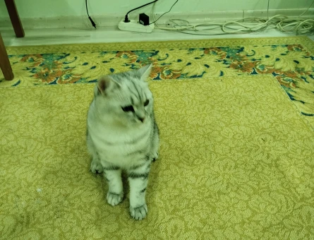 British Shorthair Oğlumuz Duman Eş Arıyor - 118967390