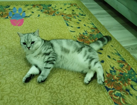 British Shorthair Oğlumuz Duman Eş Arıyor