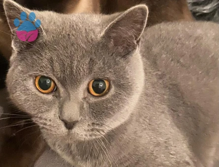 British Shorthair 10 Aylık Kedime Eş Arıyorum