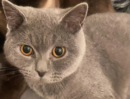 British Shorthair 10 Aylık Kedime Eş Arıyorum - 118967391