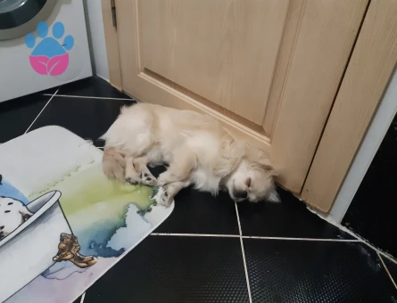 Pekinez Yakışıklı oğluma eş arıyorum