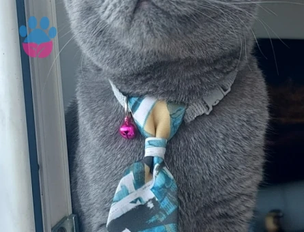 Gelin adayları 🐺