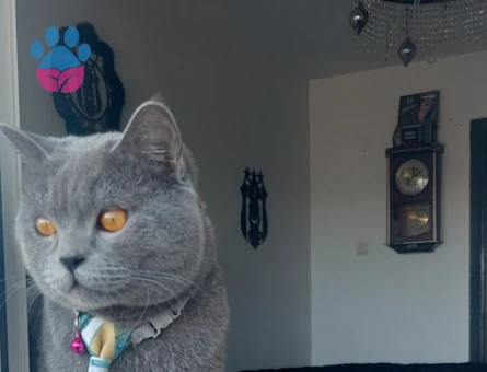 Gelin adayları 🐺