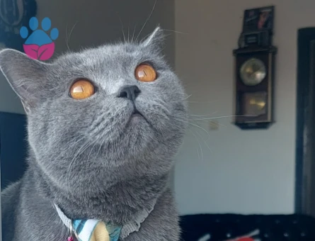 Gelin adayları 🐺