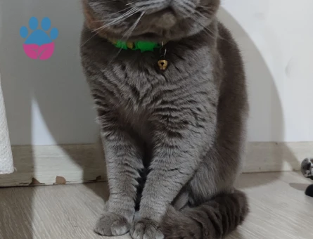 Oğlum için gelin arıyorum