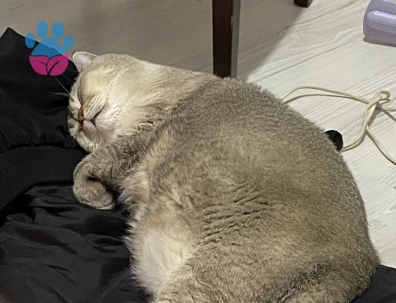 British Shorthair 3Yaşında Kedime Eş Arıyorum