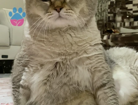 British Shorthair 3Yaşında Kedime Eş Arıyorum