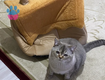 British Shorthair 3Yaşında Kedime Eş Arıyorum