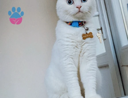 Scottish Fold Yakışıklı Oğluma Eş Arıyorum
