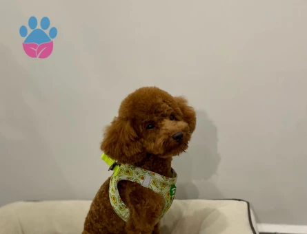 Red Brown oğlumuza eş arıyoruz