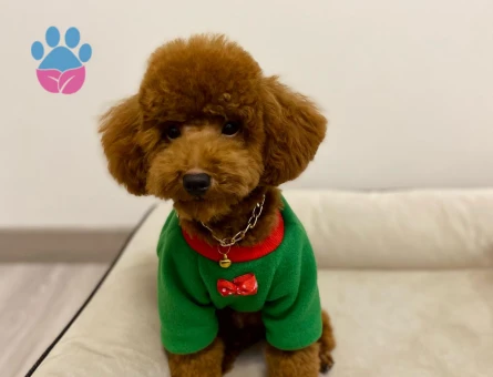 Red Brown oğlumuza eş arıyoruz