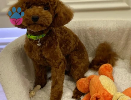 Red Brown oğlumuza eş arıyoruz