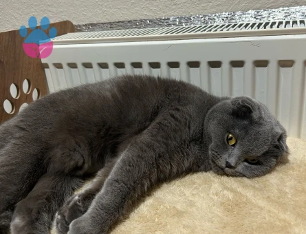 Kızımıza eş arıyoruz