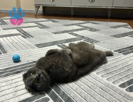 Kızımıza eş arıyoruz