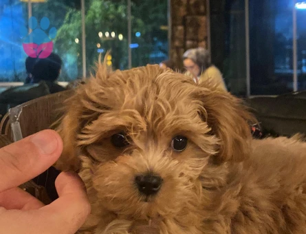 Moltipo Yavrumuza Eş Arıyoruz