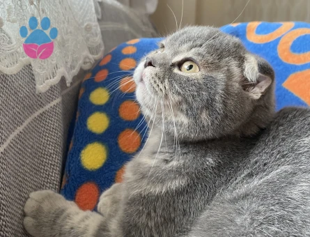 Güzel oğlum mars’a acil eş arıyorum