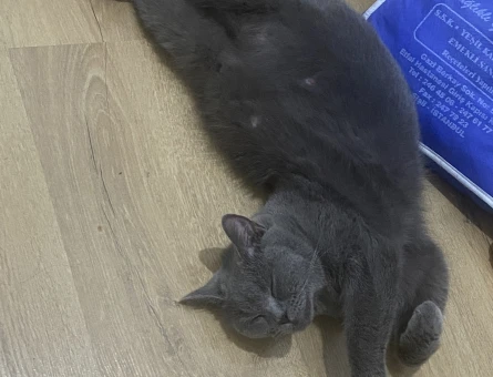 Kedi - 118976741