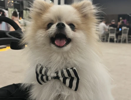 Pomeranian eş arıyoruz - 118976748