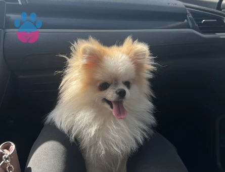 Pomeranian eş arıyoruz