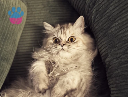 1.5 Yaşında Chincilla Kedim Eş Arıyor