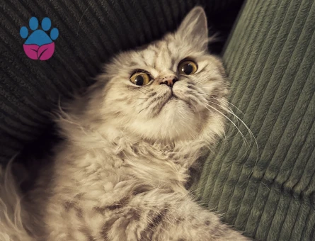 1.5 Yaşında Chincilla Kedim Eş Arıyor