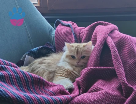 British Longhair 1 Yaşında Eş Arıyor