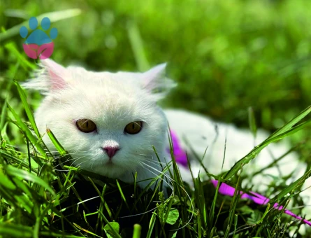 British Shorthair 1 Yaşında Eş Arıyor