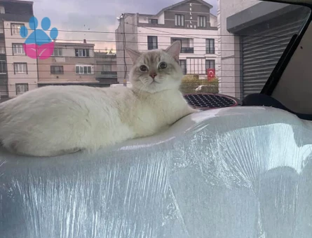 british erkek kedime dişi kedi arıyoruz