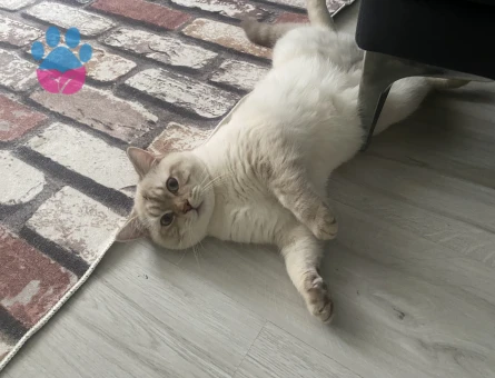 british erkek kedime dişi kedi arıyoruz