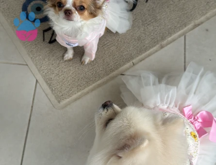 Güzeller güzeli kızıma eş arıyorum