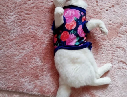 Scottish Fold Kızgınlıkta Eş Arıyor - 118969268